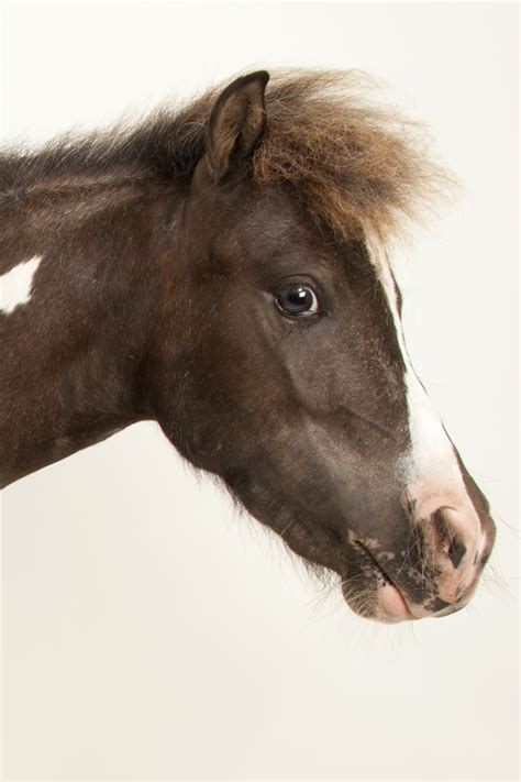 horse .